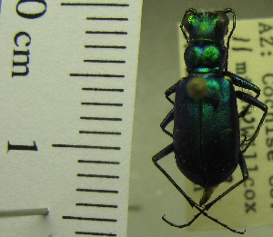  (Cicindela pimeriana - NEONTcarabid1957)  @11 [ ] Copyright (2010) Blevins, KK and Travers, PD National Ecological Observatory Network (NEON) http://www.neoninc.org/content/copyright