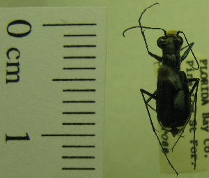  ( - NEONTcarabid1959)  @11 [ ] Copyright (2010) Blevins, KK and Travers, PD National Ecological Observatory Network (NEON) http://www.neoninc.org/content/copyright