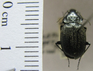  ( - NEONTcarabid1961)  @11 [ ] Copyright (2010) Blevins, KK and Travers, PD National Ecological Observatory Network (NEON) http://www.neoninc.org/content/copyright