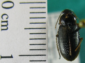  ( - NEONTcarabid1977)  @13 [ ] Copyright (2010) Blevins, KK and Travers, PD National Ecological Observatory Network (NEON) http://www.neoninc.org/content/copyright