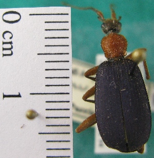  ( - NEONTcarabid1989)  @13 [ ] Copyright (2010) Blevins, KK and Travers, PD National Ecological Observatory Network (NEON) http://www.neoninc.org/content/copyright