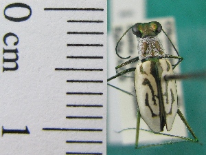  ( - NEONTcarabid1991)  @13 [ ] Copyright (2010) Blevins, KK and Travers, PD National Ecological Observatory Network (NEON) http://www.neoninc.org/content/copyright