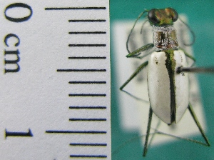  ( - NEONTcarabid1992)  @13 [ ] Copyright (2010) Blevins, KK and Travers, PD National Ecological Observatory Network (NEON) http://www.neoninc.org/content/copyright