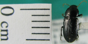  ( - NEONTcarabid2000)  @12 [ ] Copyright (2010) Blevins, KK and Travers, PD National Ecological Observatory Network (NEON) http://www.neoninc.org/content/copyright
