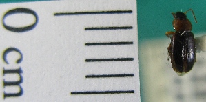  ( - NEONTcarabid2001)  @12 [ ] Copyright (2010) Blevins, KK and Travers, PD National Ecological Observatory Network (NEON) http://www.neoninc.org/content/copyright