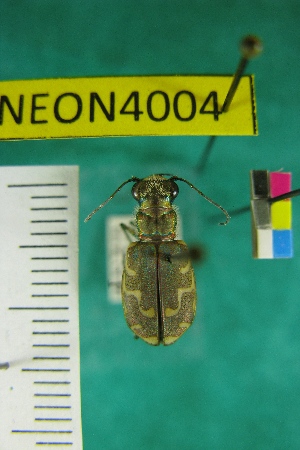  ( - NEONTcarabid4004)  @12 [ ] Copyright (2011) Blevins, KK and Travers, PD National Ecological Observatory Network (NEON) http://www.neoninc.org/content/copyright
