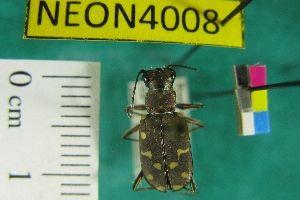  (Cicindela oregona - NEONTcarabid4008)  @13 [ ] Copyright (2011) Blevins, KK and Travers, PD National Ecological Observatory Network (NEON) http://www.neoninc.org/content/copyright