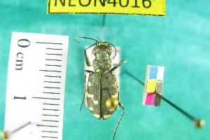  ( - NEONTcarabid4016)  @11 [ ] Copyright (2011) Blevins, KK and Travers, PD National Ecological Observatory Network (NEON) http://www.neoninc.org/content/copyright