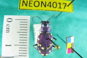  (Cicindela oregona maricopa - NEONTcarabid4017)  @11 [ ] Copyright (2011) Blevins, KK and Travers, PD National Ecological Observatory Network (NEON) http://www.neoninc.org/content/copyright
