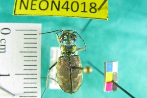  ( - NEONTcarabid4018)  @11 [ ] Copyright (2011) Blevins, KK and Travers, PD National Ecological Observatory Network (NEON) http://www.neoninc.org/content/copyright