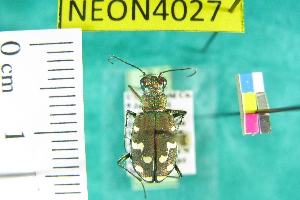  ( - NEONTcarabid4027)  @11 [ ] Copyright (2011) Blevins, KK and Travers, PD National Ecological Observatory Network (NEON) http://www.neoninc.org/content/copyright