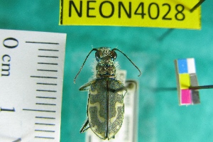  ( - NEONTcarabid4028)  @11 [ ] Copyright (2011) Blevins, KK and Travers, PD National Ecological Observatory Network (NEON) http://www.neoninc.org/content/copyright