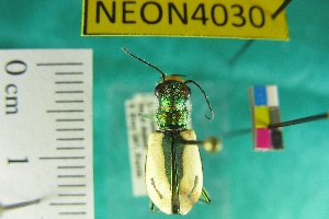  (Cicindela limbata limbata - NEONTcarabid4030)  @12 [ ] Copyright (2011) Blevins, KK and Travers, PD National Ecological Observatory Network (NEON) http://www.neoninc.org/content/copyright