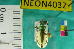  (Cicindela limbata nympha - NEONTcarabid4032)  @11 [ ] Copyright (2011) Blevins, KK and Travers, PD National Ecological Observatory Network (NEON) http://www.neoninc.org/content/copyright
