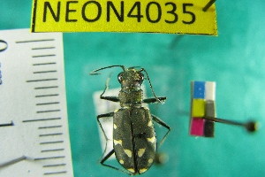 (Cicindela oregona navajoensis - NEONTcarabid4035)  @11 [ ] Copyright (2011) Blevins, KK and Travers, PD National Ecological Observatory Network (NEON) http://www.neoninc.org/content/copyright