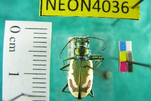 (Cicindela theatina - NEONTcarabid4036)  @11 [ ] Copyright (2011) Blevins, KK and Travers, PD National Ecological Observatory Network (NEON) http://www.neoninc.org/content/copyright