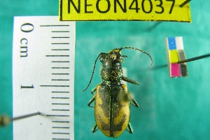  ( - NEONTcarabid4037)  @11 [ ] Copyright (2011) Blevins, KK and Travers, PD National Ecological Observatory Network (NEON) http://www.neoninc.org/content/copyright