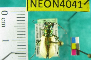  (Cicindela albissima - NEONTcarabid4041)  @11 [ ] Copyright (2011) Blevins, KK and Travers, PD National Ecological Observatory Network (NEON) http://www.neoninc.org/content/copyright