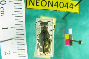  (Cicindela columbica - NEONTcarabid4044)  @11 [ ] Copyright (2011) Blevins, KK and Travers, PD National Ecological Observatory Network (NEON) http://www.neoninc.org/content/copyright