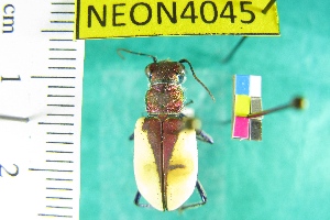  (Cicindela formosa gibsoni - NEONTcarabid4045)  @13 [ ] Copyright (2011) Blevins, KK and Travers, PD National Ecological Observatory Network (NEON) http://www.neoninc.org/content/copyright