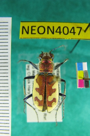  ( - NEONTcarabid4047)  @12 [ ] Copyright (2011) Blevins, KK and Travers, PD National Ecological Observatory Network (NEON) http://www.neoninc.org/content/copyright