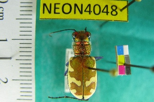  (Cicindela formosa formosa - NEONTcarabid4048)  @13 [ ] Copyright (2011) Blevins, KK and Travers, PD National Ecological Observatory Network (NEON) http://www.neoninc.org/content/copyright