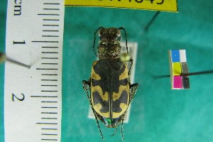  ( - NEONTcarabid4049)  @12 [ ] Copyright (2011) Blevins, KK and Travers, PD National Ecological Observatory Network (NEON) http://www.neoninc.org/content/copyright