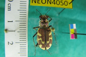  ( - NEONTcarabid4050)  @14 [ ] Copyright (2011) Blevins, KK and Travers, PD National Ecological Observatory Network (NEON) http://www.neoninc.org/content/copyright