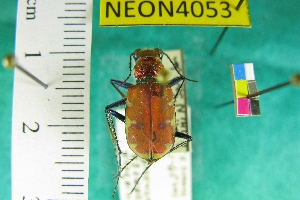  (Cicindela formosa rutilovirescens - NEONTcarabid4053)  @11 [ ] Copyright (2011) Blevins, KK and Travers, PD National Ecological Observatory Network (NEON) http://www.neoninc.org/content/copyright