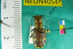  (Cicindela formosa pigmentosignata - NEONTcarabid4054)  @13 [ ] Copyright (2011) Blevins, KK and Travers, PD National Ecological Observatory Network (NEON) http://www.neoninc.org/content/copyright