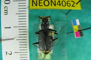  (Cicindela pugetana - NEONTcarabid4062)  @13 [ ] Copyright (2011) Blevins, KK and Travers, PD National Ecological Observatory Network (NEON) http://www.neoninc.org/content/copyright