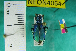  (Cicindela plutonica - NEONTcarabid4064)  @12 [ ] Copyright (2011) Blevins, KK and Travers, PD National Ecological Observatory Network (NEON) http://www.neoninc.org/content/copyright