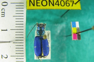  (Cicindela denverensis - NEONTcarabid4067)  @13 [ ] Copyright (2011) Blevins, KK and Travers, PD National Ecological Observatory Network (NEON) http://www.neoninc.org/content/copyright