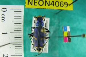  (Cicindela patruela - NEONTcarabid4069)  @12 [ ] Copyright (2011) Blevins, KK and Travers, PD National Ecological Observatory Network (NEON) http://www.neoninc.org/content/copyright