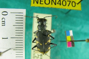  ( - NEONTcarabid4070)  @11 [ ] Copyright (2011) Blevins, KK and Travers, PD National Ecological Observatory Network (NEON) http://www.neoninc.org/content/copyright