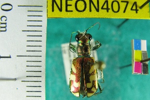  (Cicindela fulgida - NEONTcarabid4074)  @13 [ ] Copyright (2011) Blevins, KK and Travers, PD National Ecological Observatory Network (NEON) http://www.neoninc.org/content/copyright