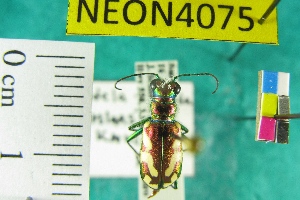  ( - NEONTcarabid4075)  @11 [ ] Copyright (2011) Blevins, KK and Travers, PD National Ecological Observatory Network (NEON) http://www.neoninc.org/content/copyright