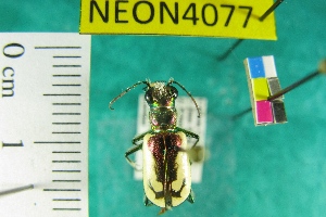  (Cicindela fulgida pseudowillistoni - NEONTcarabid4077)  @13 [ ] Copyright (2011) Blevins, KK and Travers, PD National Ecological Observatory Network (NEON) http://www.neoninc.org/content/copyright