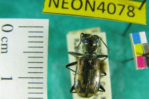 (Cicindela fulgida westbournei - NEONTcarabid4078)  @11 [ ] Copyright (2011) Blevins, KK and Travers, PD National Ecological Observatory Network (NEON) http://www.neoninc.org/content/copyright