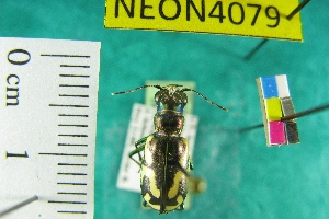  (Cicindela parowana parowana - NEONTcarabid4079)  @11 [ ] Copyright (2011) Blevins, KK and Travers, PD National Ecological Observatory Network (NEON) http://www.neoninc.org/content/copyright