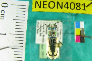  (Cicindela parowana - NEONTcarabid4081)  @13 [ ] Copyright (2011) Blevins, KK and Travers, PD National Ecological Observatory Network (NEON) http://www.neoninc.org/content/copyright