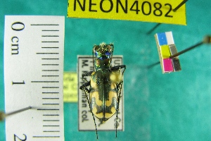  (Cicindela parowana wallisi - NEONTcarabid4082)  @11 [ ] Copyright (2011) Blevins, KK and Travers, PD National Ecological Observatory Network (NEON) http://www.neoninc.org/content/copyright
