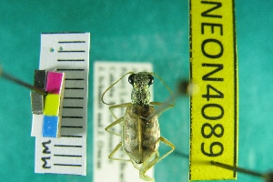 ( - NEONTcarabid4089)  @11 [ ] Copyright (2011) Blevins, KK and Travers, PD National Ecological Observatory Network (NEON) http://www.neoninc.org/content/copyright