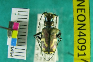  (Cicindela decemnotata - NEONTcarabid4091)  @13 [ ] Copyright (2011) Blevins, KK and Travers, PD National Ecological Observatory Network (NEON) http://www.neoninc.org/content/copyright