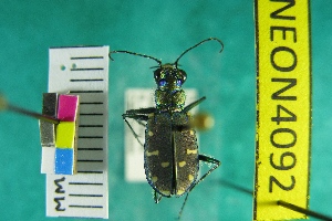  (Cicindela oregona oregona - NEONTcarabid4092)  @13 [ ] Copyright (2011) Blevins, KK and Travers, PD National Ecological Observatory Network (NEON) http://www.neoninc.org/content/copyright
