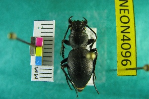  ( - NEONTcarabid4096)  @11 [ ] Copyright (2011) Blevins, KK and Travers, PD National Ecological Observatory Network (NEON) http://www.neoninc.org/content/copyright
