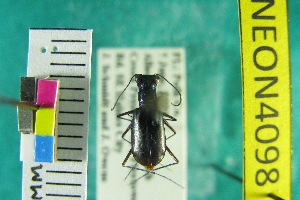  (Cicindela highlandensis - NEONTcarabid4098)  @12 [ ] Copyright (2011) Blevins, KK and Travers, PD National Ecological Observatory Network (NEON) http://www.neoninc.org/content/copyright
