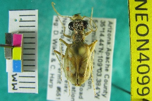  ( - NEONTcarabid4099)  @11 [ ] Copyright (2011) Blevins, KK and Travers, PD National Ecological Observatory Network (NEON) http://www.neoninc.org/content/copyright