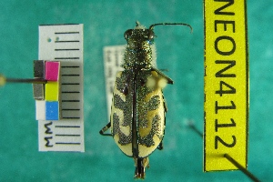  (Cicindela tenuicincta - NEONTcarabid4112)  @11 [ ] Copyright (2011) Blevins, KK and Travers, PD National Ecological Observatory Network (NEON) http://www.neoninc.org/content/copyright