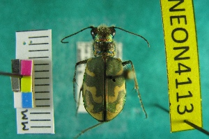  (Cicindela tranquebarica kirbyi - NEONTcarabid4113)  @11 [ ] Copyright (2011) Blevins, KK and Travers, PD National Ecological Observatory Network (NEON) http://www.neoninc.org/content/copyright